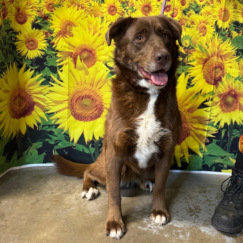 Enlarge Trixie May, a Adoptable mixed breed in Eureka Springs, AR image 2/3