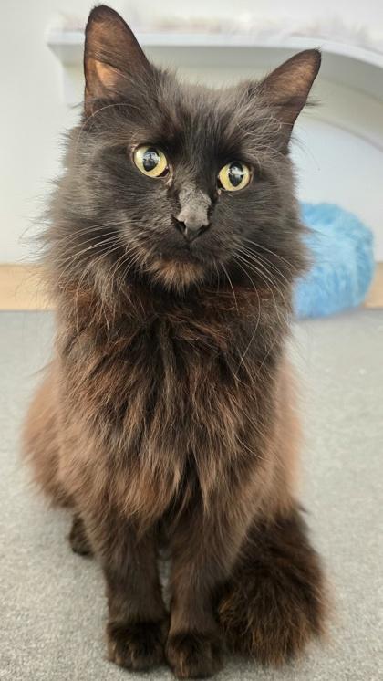 Enlarge Sundae, an adopted mixed breed in Downers Grove, IL image 3/3
