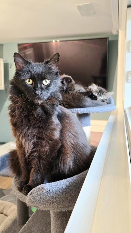 Enlarge Sundae, an adopted mixed breed in Downers Grove, IL image 1/3