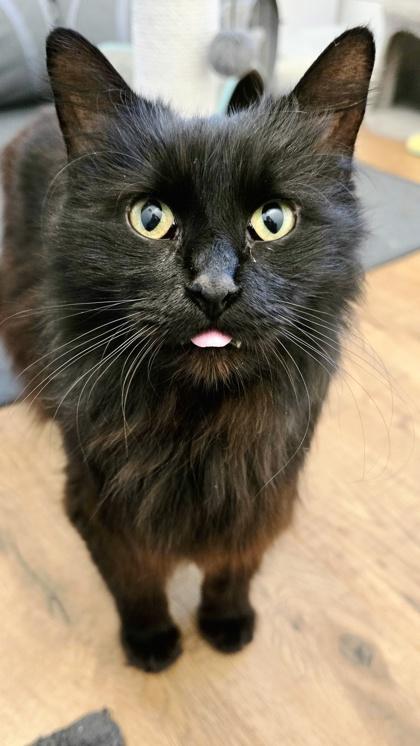 Enlarge Sundae, an adopted mixed breed in Downers Grove, IL image 2/3
