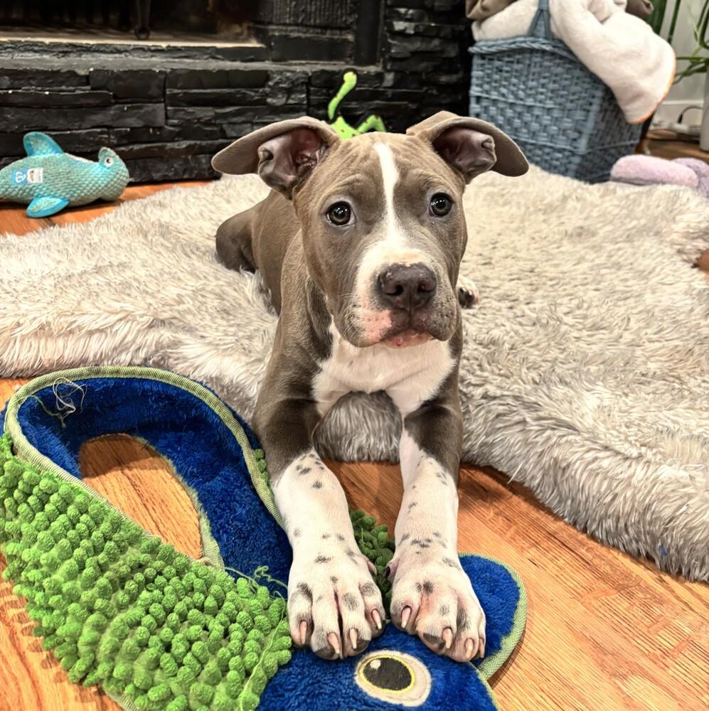 Cookie Monster - Sesame Street Litter - FOSTER NEEDED, Adoptable, Puppy Male Pit Bull Terrier.