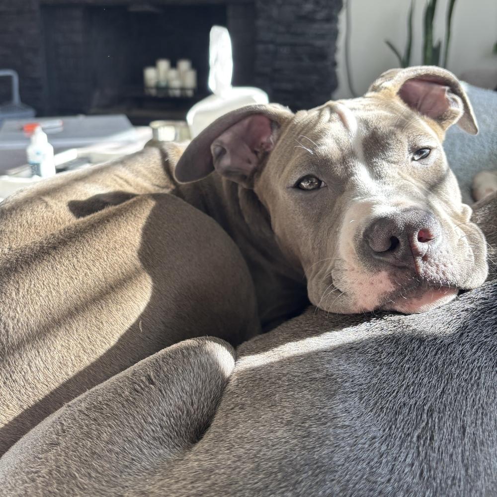 Enlarge Cookie Monster - Sesame Street Litter - AVAILABLE, a Adoptable Pit Bull Terrier in Seattle, WA image 4/6