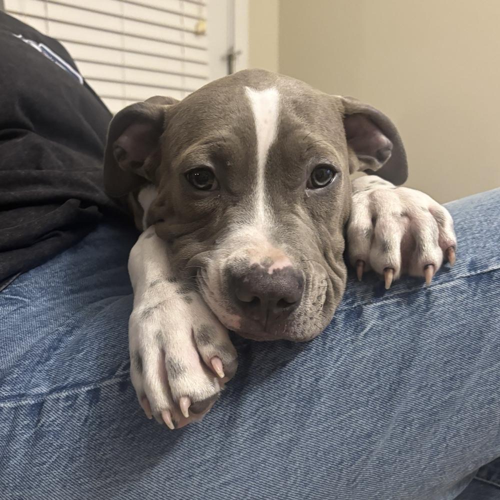 Enlarge Cookie Monster - Sesame Street Litter - AVAILABLE, a Adoptable Pit Bull Terrier in Seattle, WA image 2/6