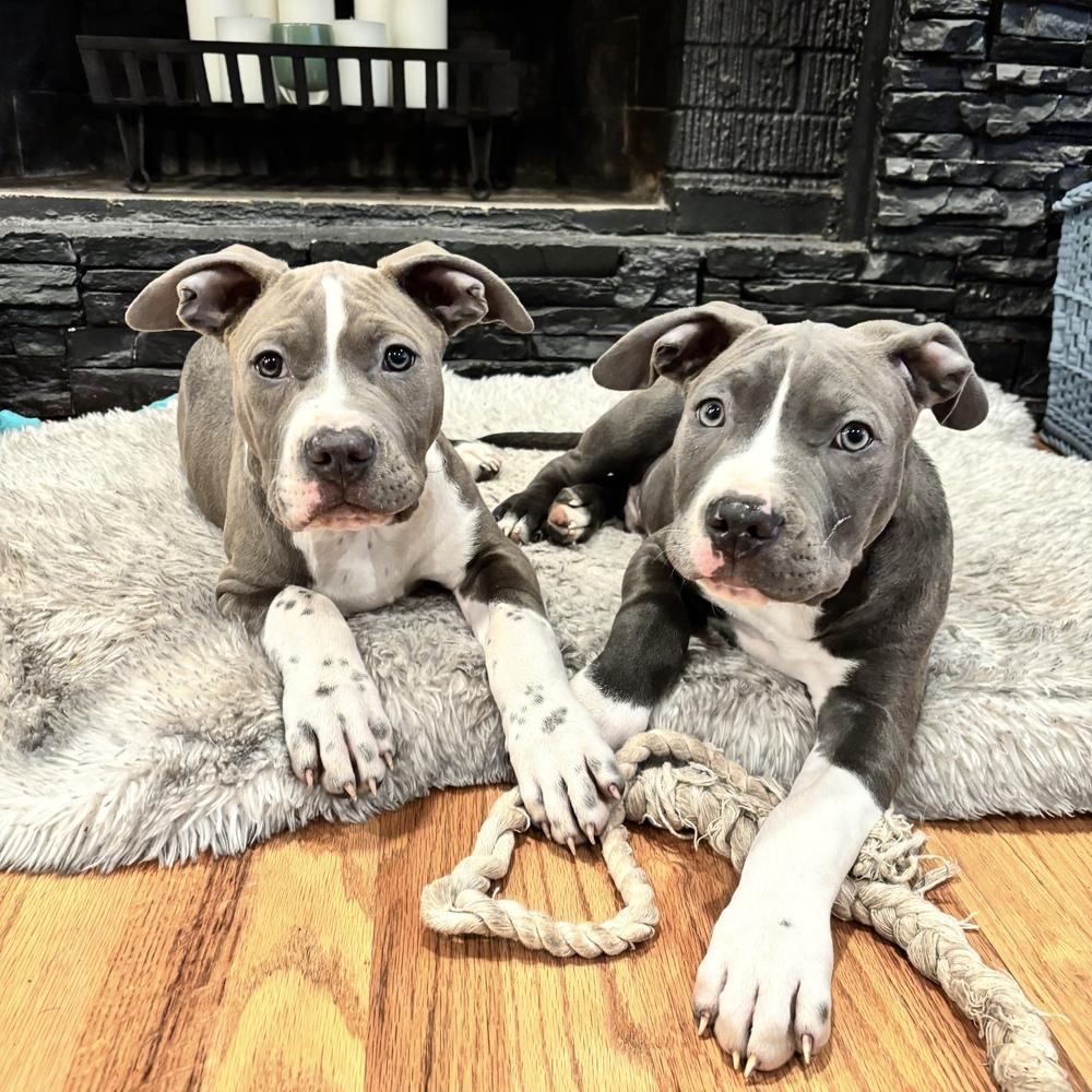 Enlarge Cookie Monster - Sesame Street Litter - AVAILABLE, a Adoptable Pit Bull Terrier in Seattle, WA image 3/6