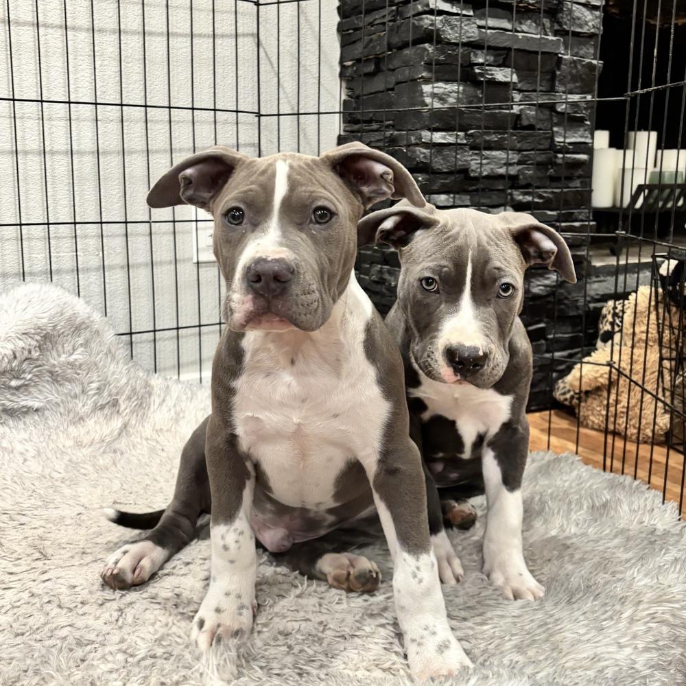 Enlarge Cookie Monster - Sesame Street Litter - AVAILABLE, a Adoptable Pit Bull Terrier in Seattle, WA image 5/6