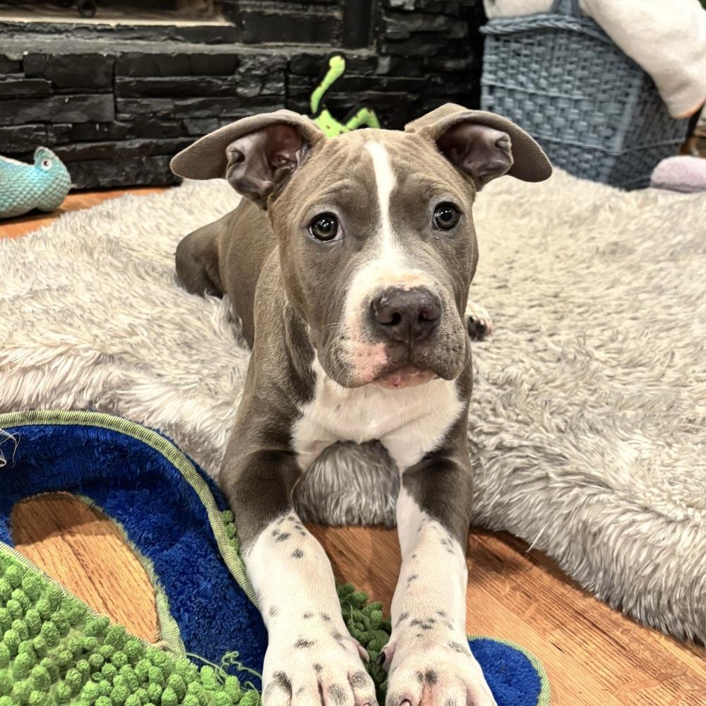 Enlarge Cookie Monster - Sesame Street Litter - AVAILABLE, a Adoptable Pit Bull Terrier in Seattle, WA image 1/6