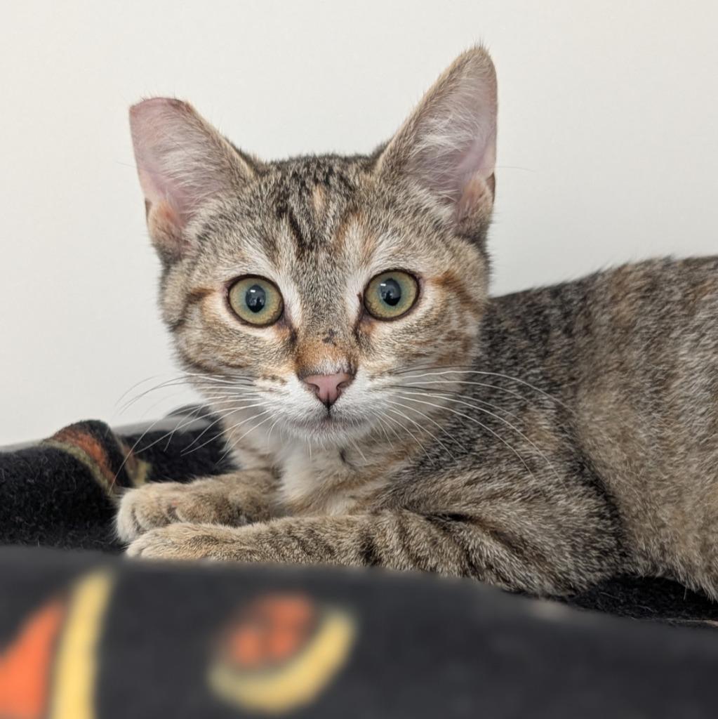 Tevin Campbell, Adoptable, Kitten Female Domestic Short Hair.