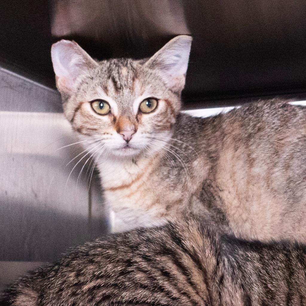 Enlarge Tevin Campbell, a Adoptable mixed breed in Shoreline, WA image 3/4