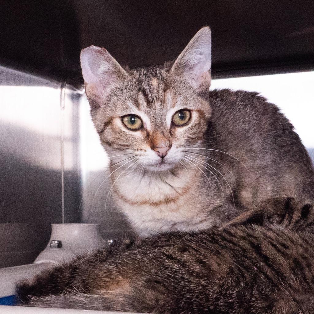 Enlarge Tevin Campbell, a Adoptable mixed breed in Shoreline, WA image 4/4
