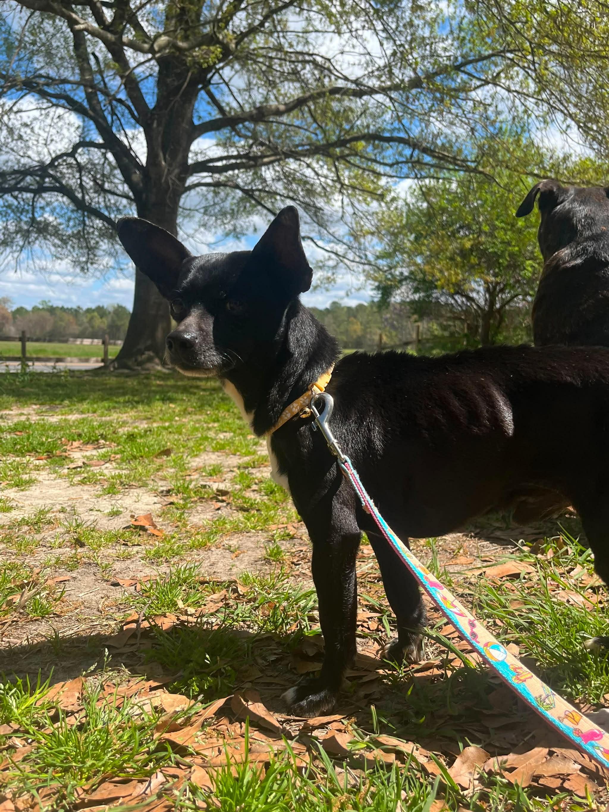 Enlarge Midnight, a ADOPTABLE Chihuahua in Wilmington, NC image 4/4