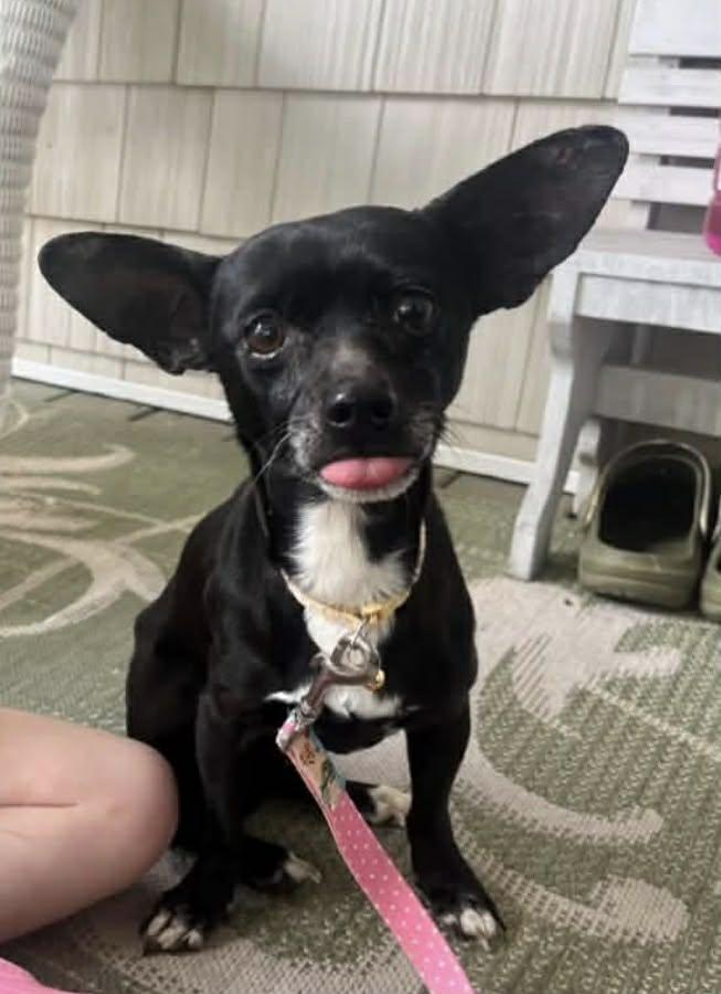 Enlarge Midnight, a ADOPTABLE Chihuahua in Wilmington, NC image 1/4