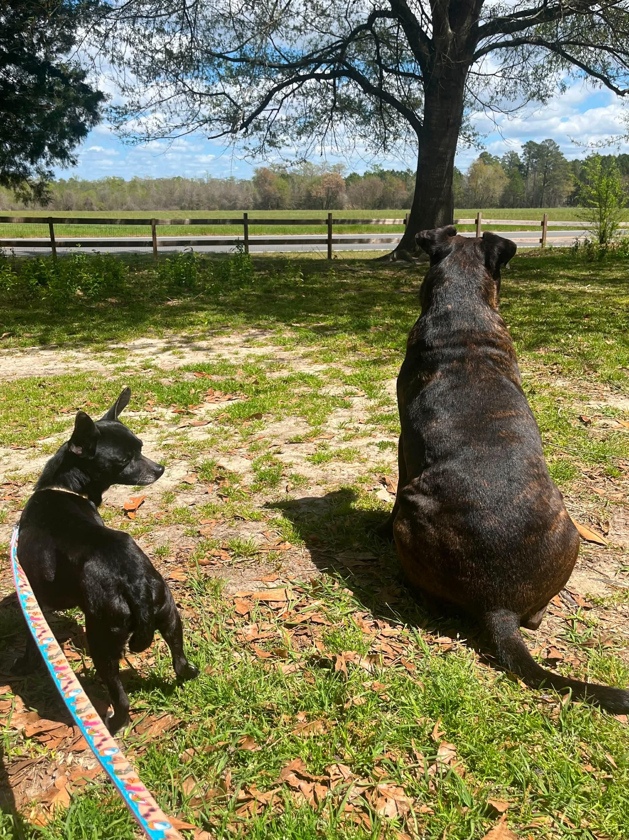 Enlarge Midnight, a ADOPTABLE Chihuahua in Wilmington, NC image 3/4