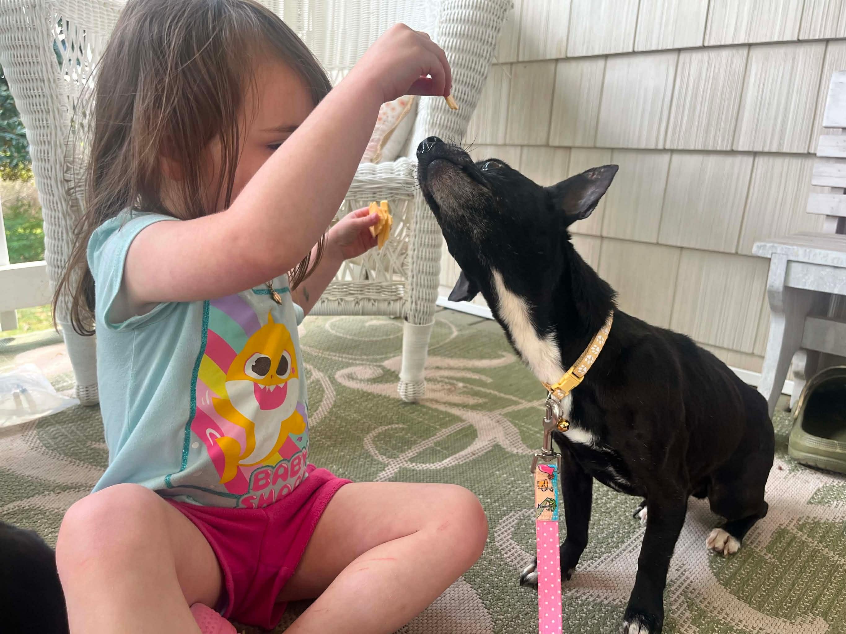 Enlarge Midnight, a ADOPTABLE Chihuahua in Wilmington, NC image 2/4