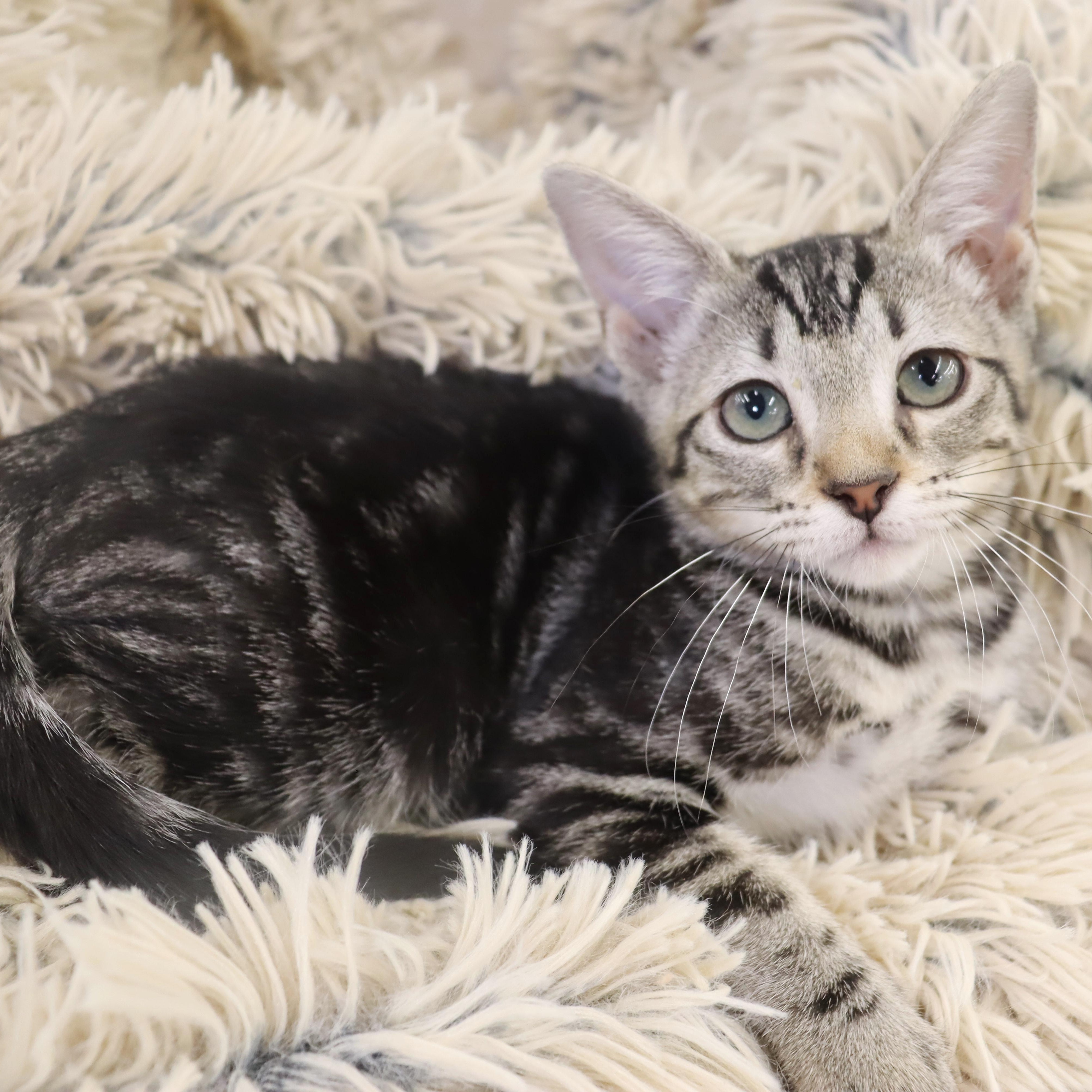 Enlarge Lux - Gray/Black Marbled Beauty, a Adoptable mixed breed in League City, TX image 3/6