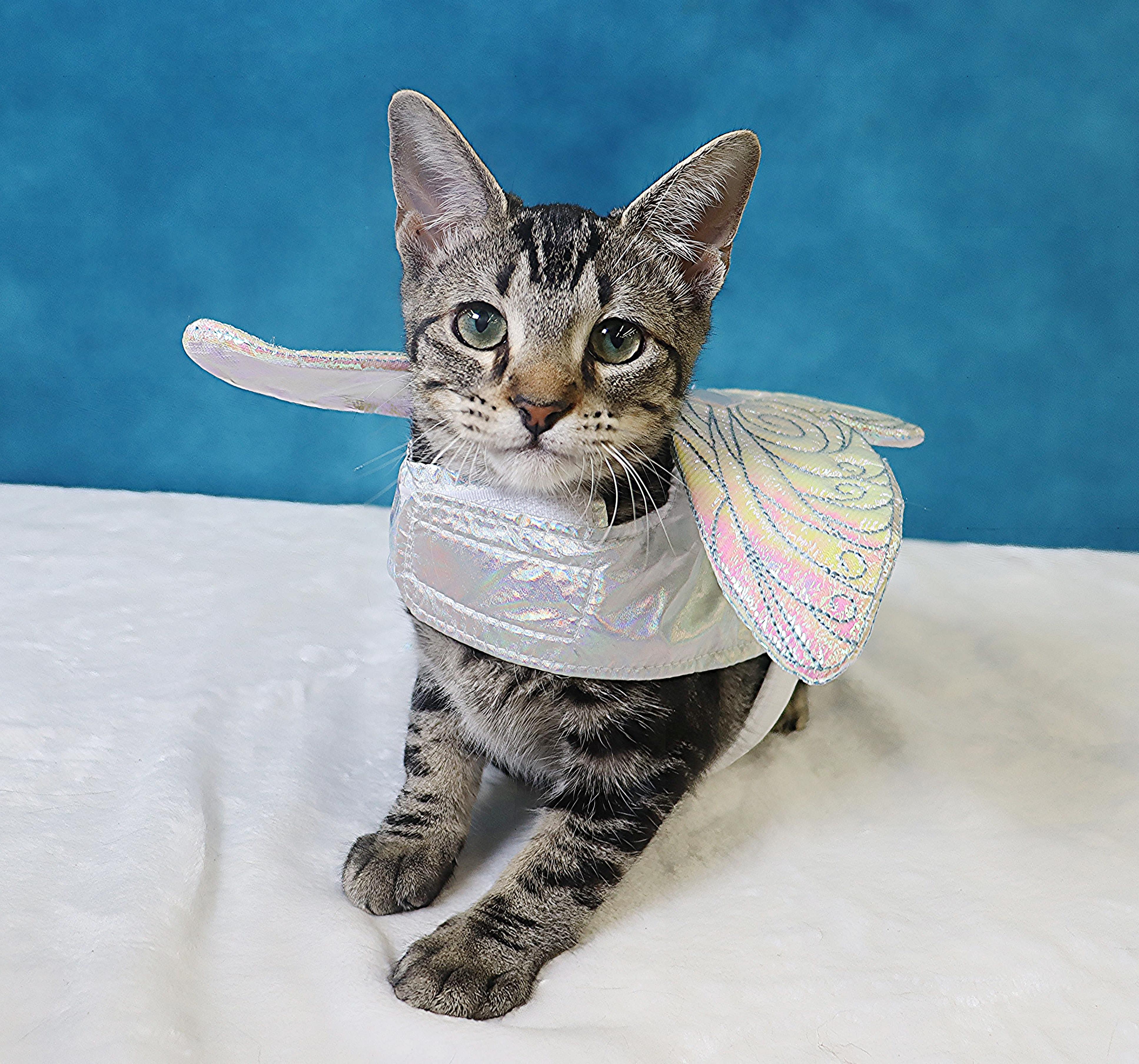Enlarge Lux - Gray/Black Marbled Beauty, a Adoptable mixed breed in League City, TX image 6/6