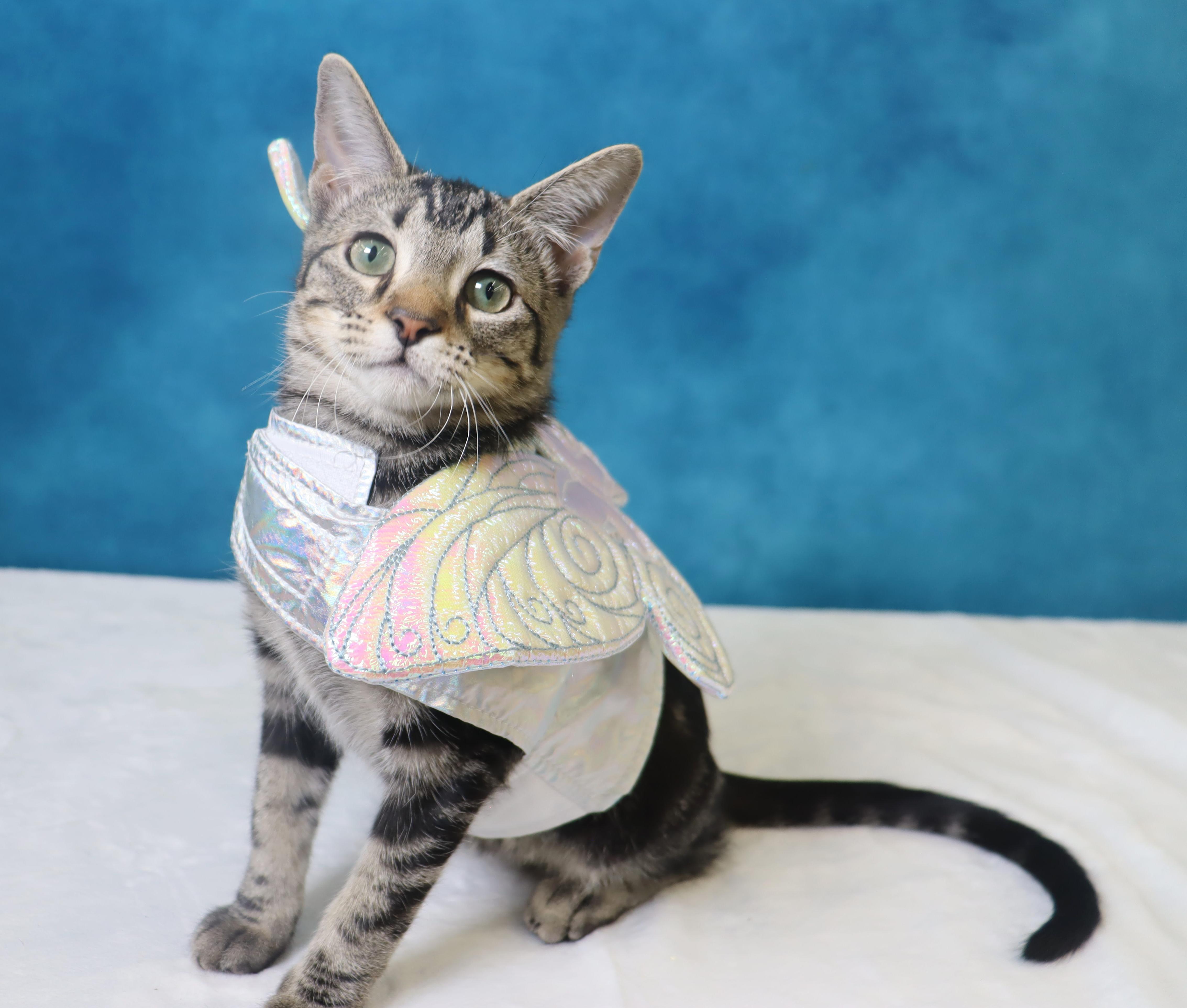 Lux - Gray/Black Marbled Beauty, Adoptable, Kitten Female Domestic Short Hair & Tabby.