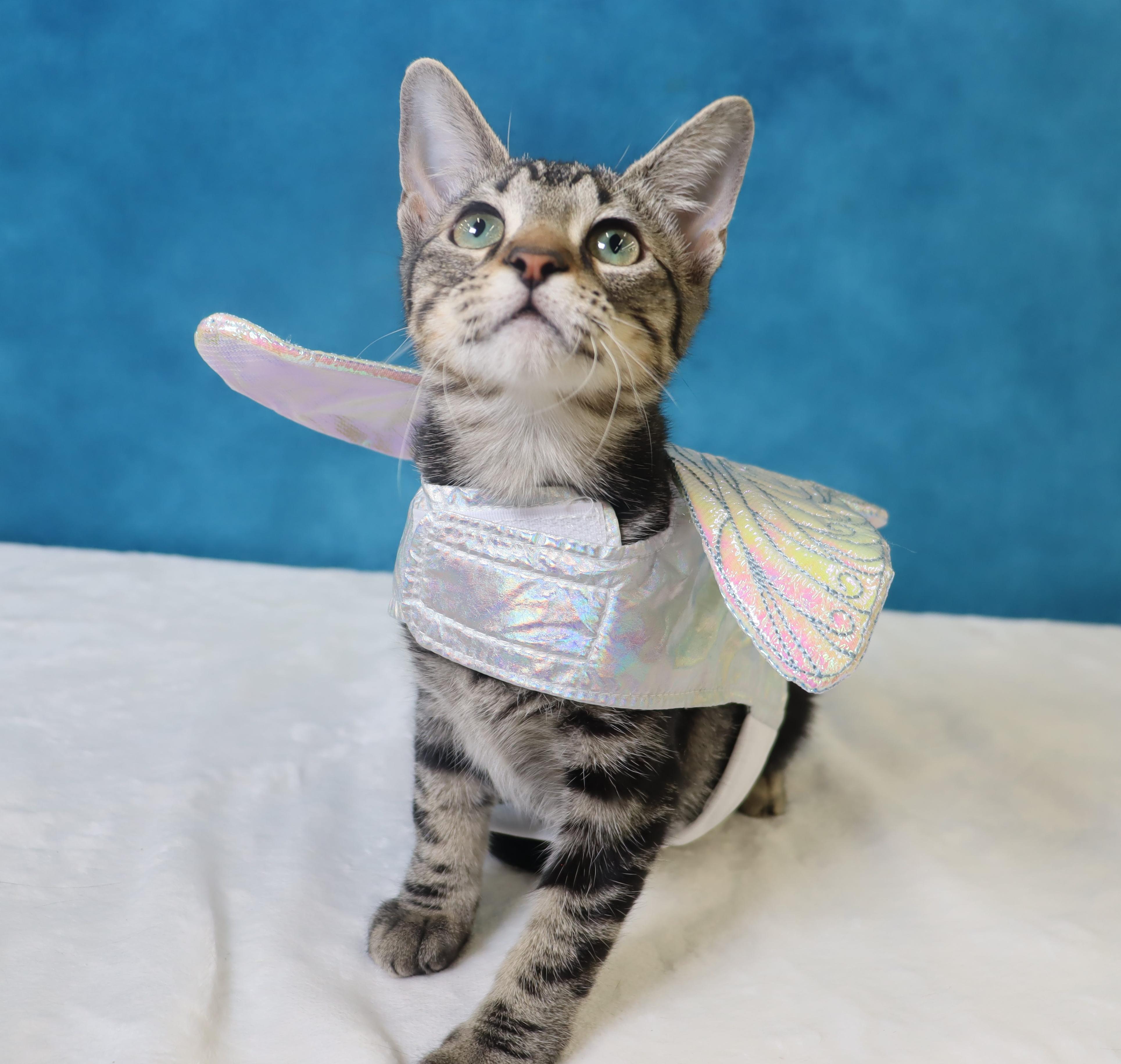 Enlarge Lux - Gray/Black Marbled Beauty, a Adoptable mixed breed in League City, TX image 5/6