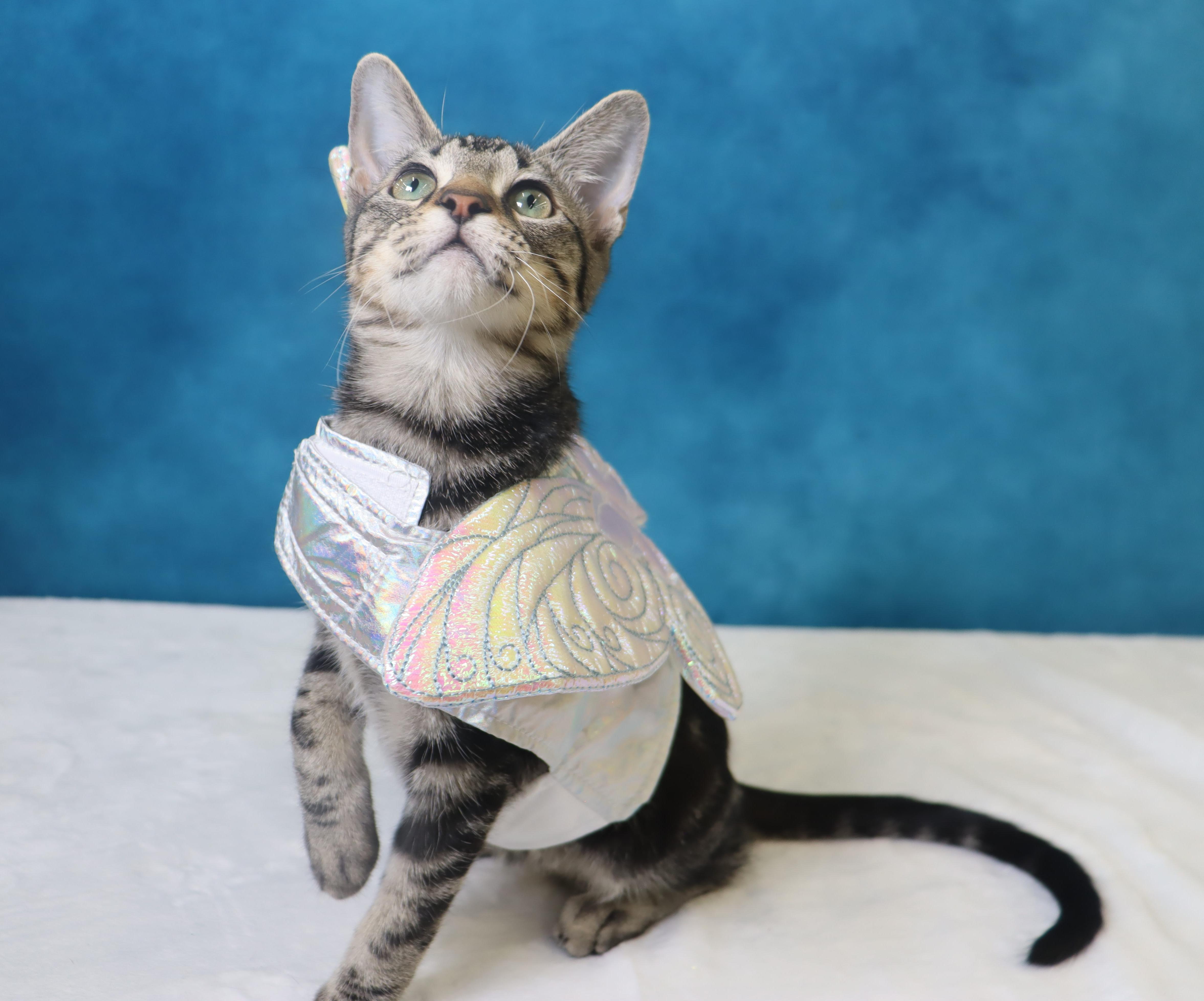 Enlarge Lux - Gray/Black Marbled Beauty, a Adoptable mixed breed in League City, TX image 4/6