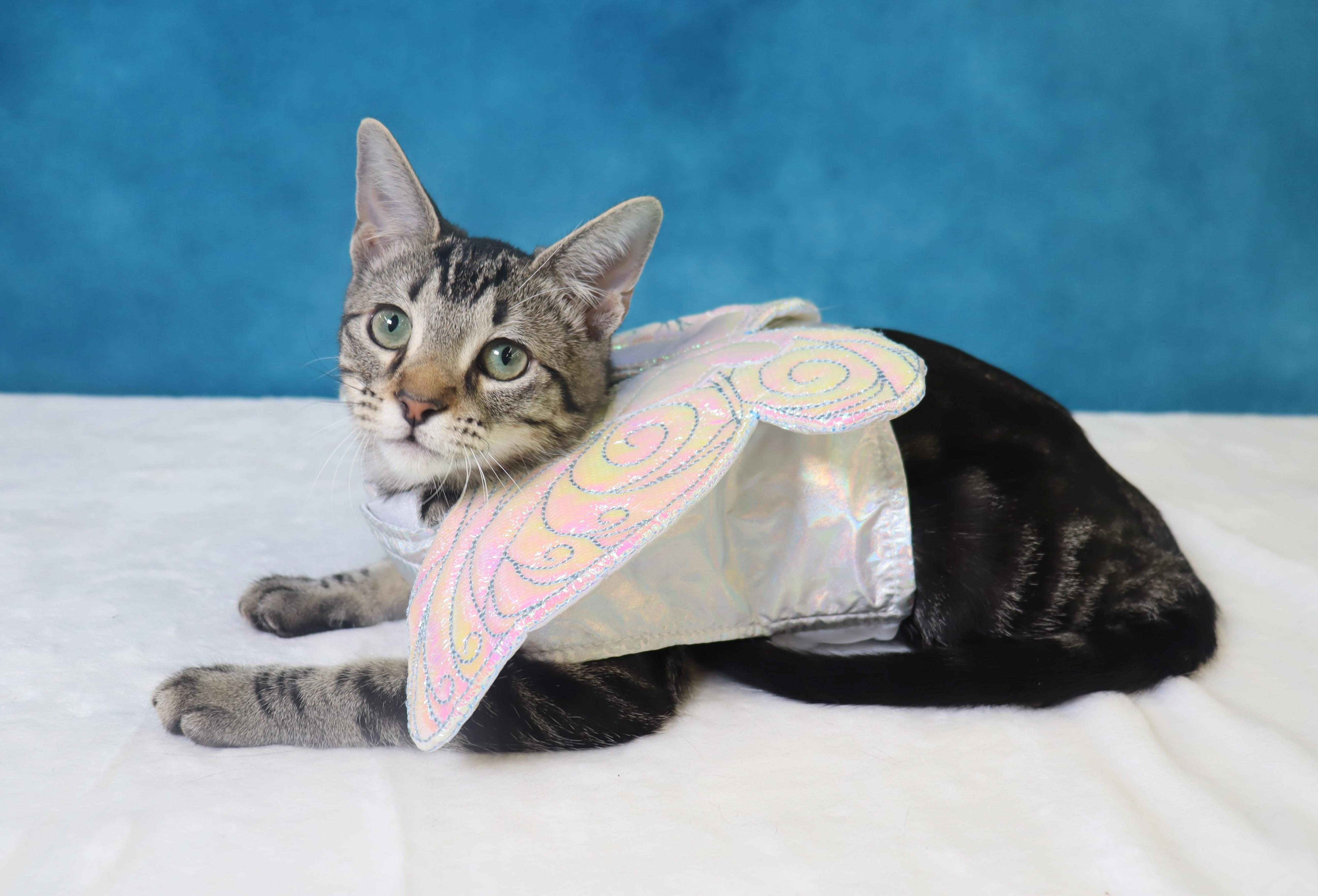 Enlarge Lux - Gray/Black Marbled Beauty, a Adoptable mixed breed in League City, TX image 2/6