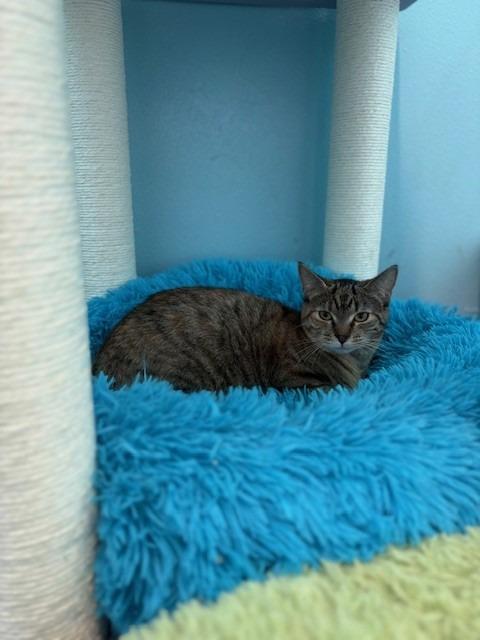 Cranberry, Adoptable, Kitten Female Domestic Short Hair.