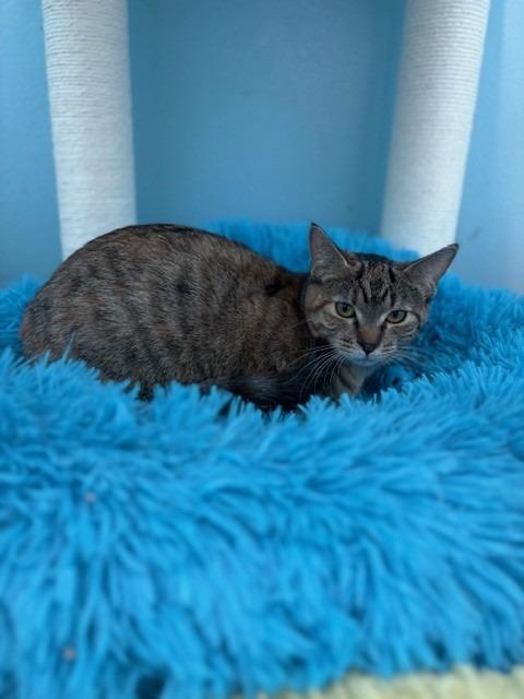 Enlarge Cranberry, a Adoptable mixed breed in Ladysmith, WI image 2/4