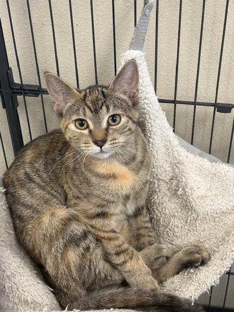 Enlarge Cranberry, a Adoptable mixed breed in Ladysmith, WI image 1/1