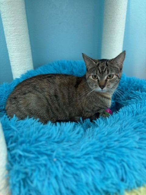 Enlarge Cranberry, a Adoptable mixed breed in Ladysmith, WI image 3/4