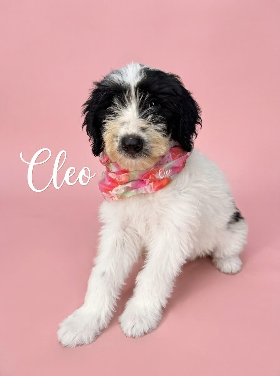 Cleo, Adoptable, Young Female Sheepadoodle.