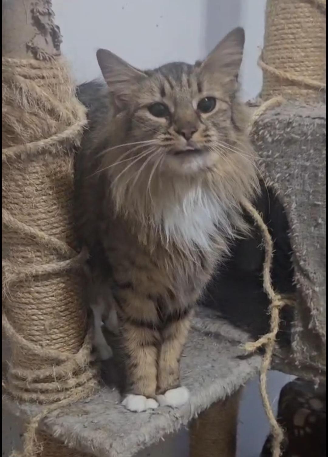VENUS, an adopted Domestic Medium Hair in Brooklyn, NY image 4/5