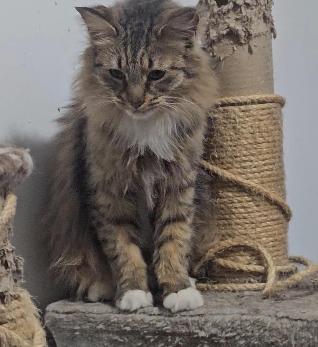 VENUS, an adopted Domestic Medium Hair in Brooklyn, NY image 5/5