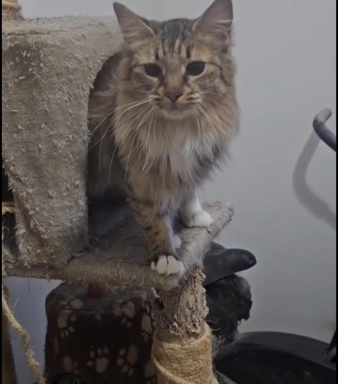 VENUS, an adopted Domestic Medium Hair in Brooklyn, NY image 2/5