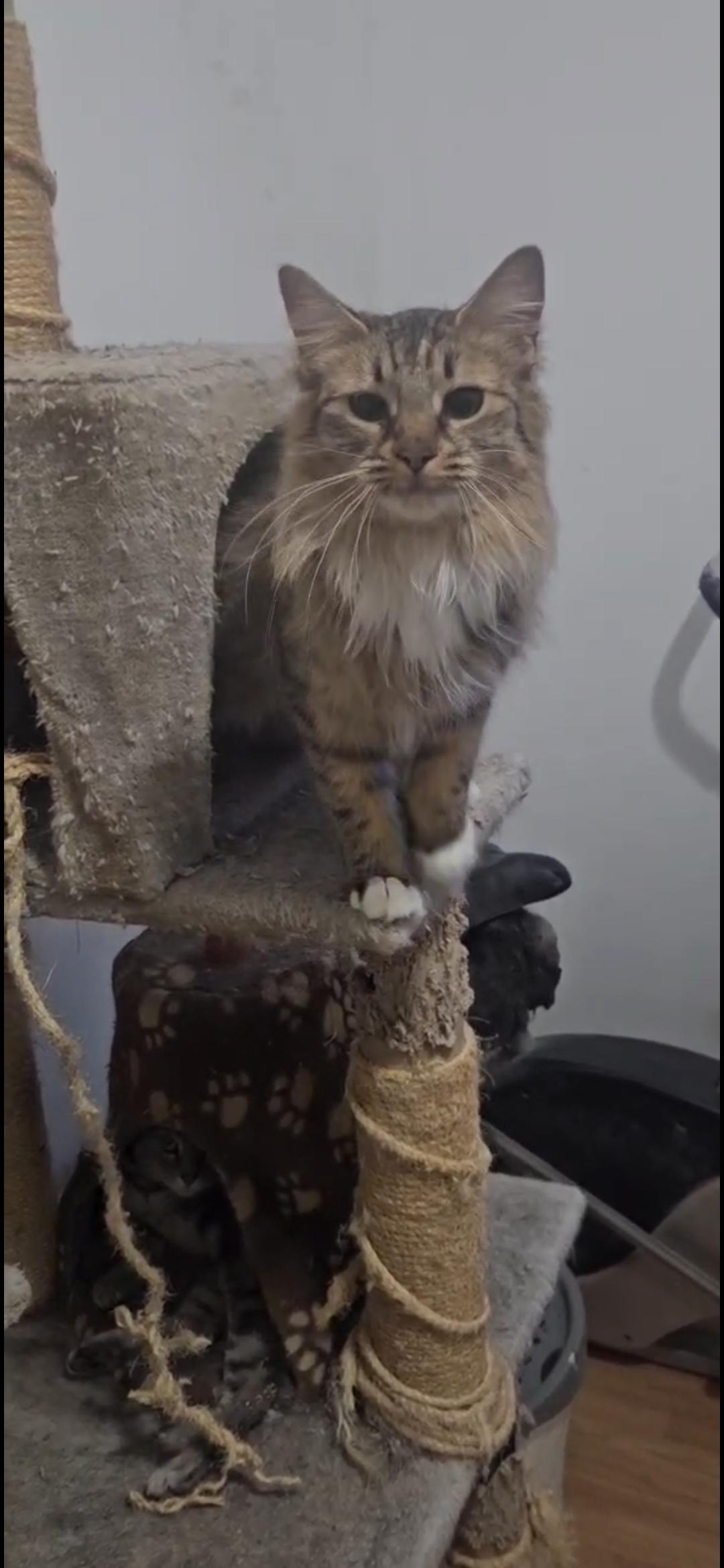 VENUS, an adopted Domestic Medium Hair in Brooklyn, NY image 3/5