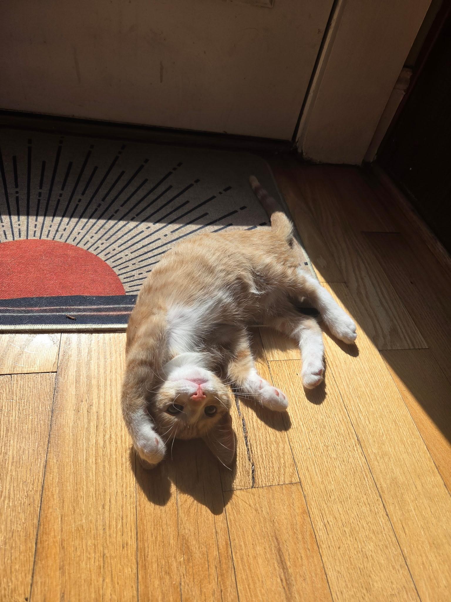 Peanut, an adopted Domestic Short Hair in Jacksonville, FL image 4/5