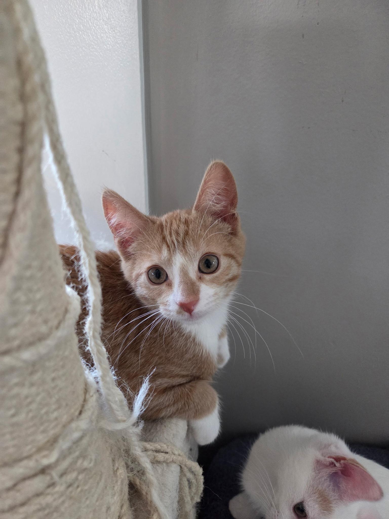 Peanut, an adopted Domestic Short Hair in Jacksonville, FL image 1/5