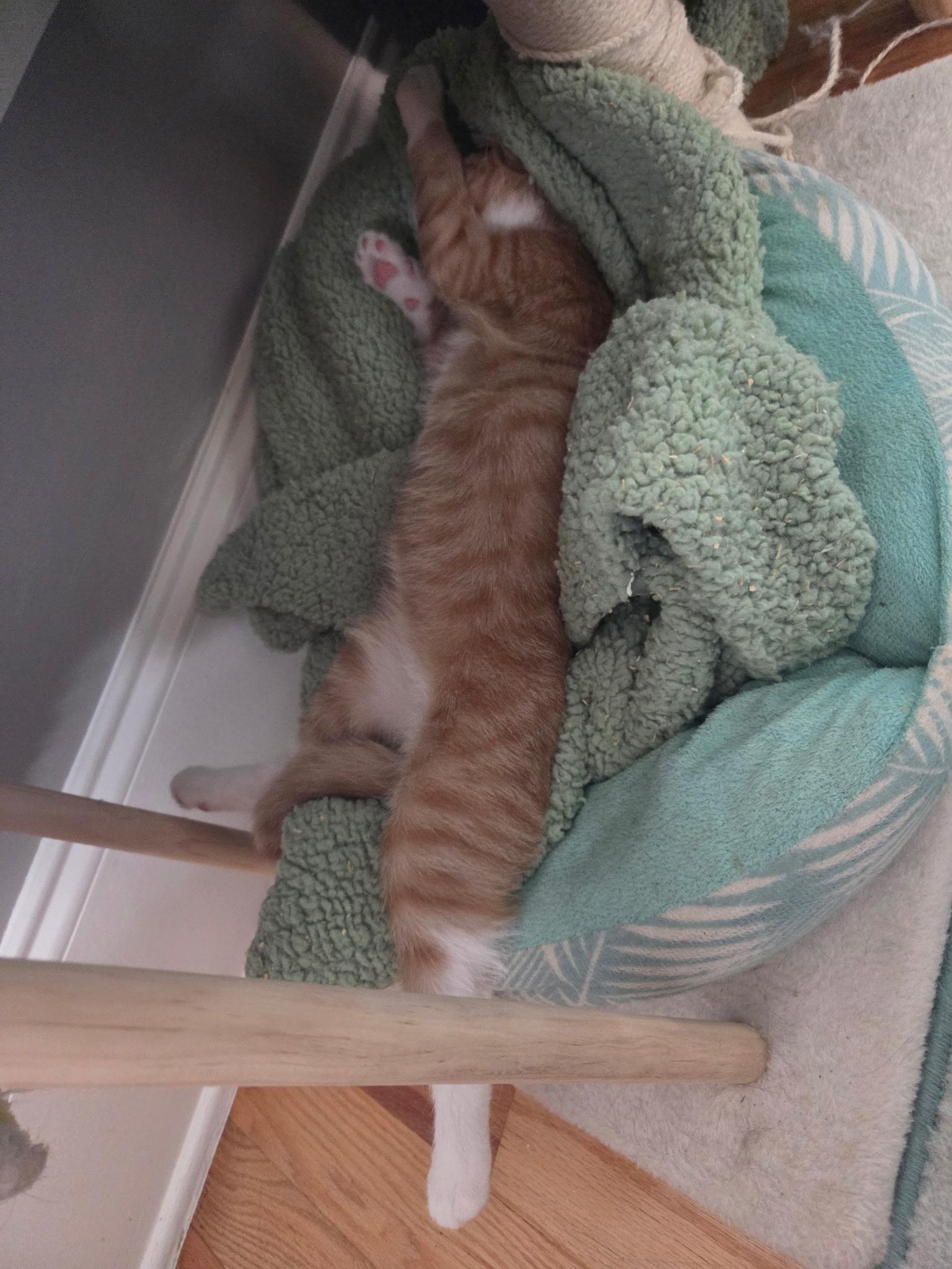 Peanut, an adopted Domestic Short Hair in Jacksonville, FL image 5/5