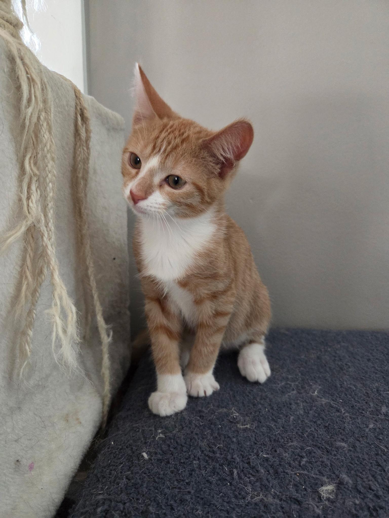 Peanut, an adopted Domestic Short Hair in Jacksonville, FL image 2/5