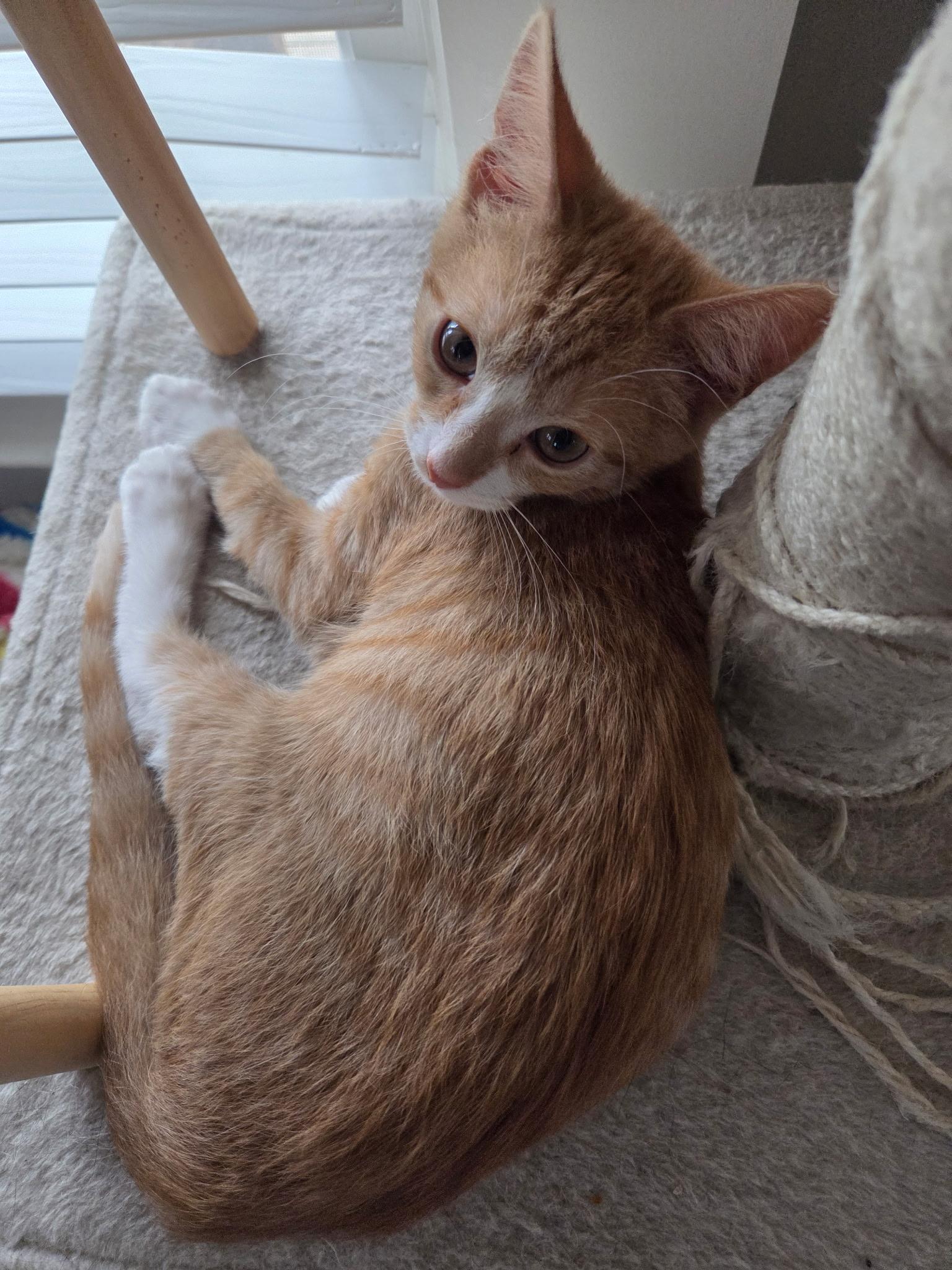 Peanut, an adopted Domestic Short Hair in Jacksonville, FL image 3/5