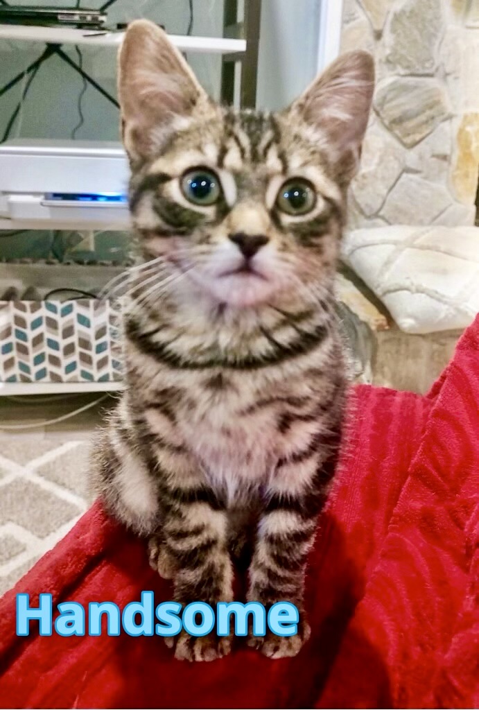 Enlarge Handsome, a Adoptable Domestic Medium Hair in EAST PALATKA, FL image 1/1