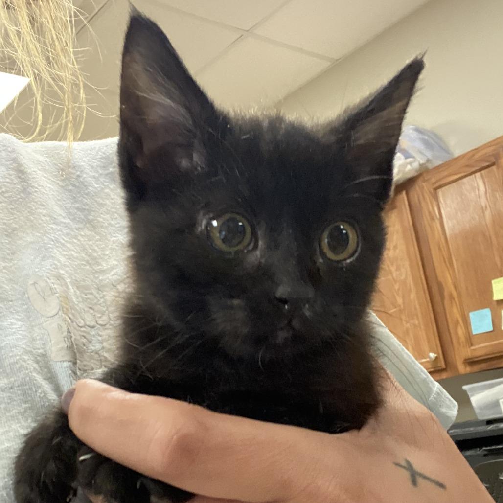 Enlarge Raye - 100703T, a Adoptable Domestic Short Hair in Tupelo, MS image 1/2