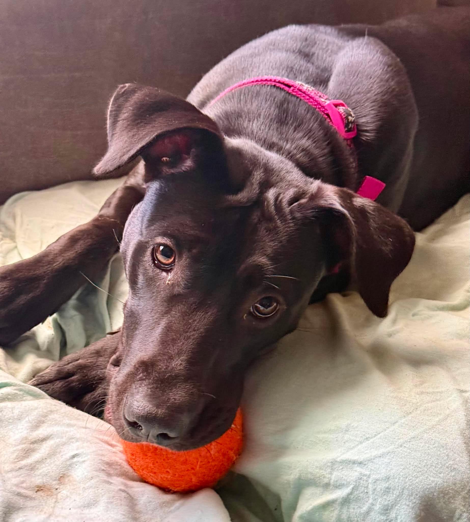 Brinkley, Adoptable, Young Female Great Dane & Cane Corso.