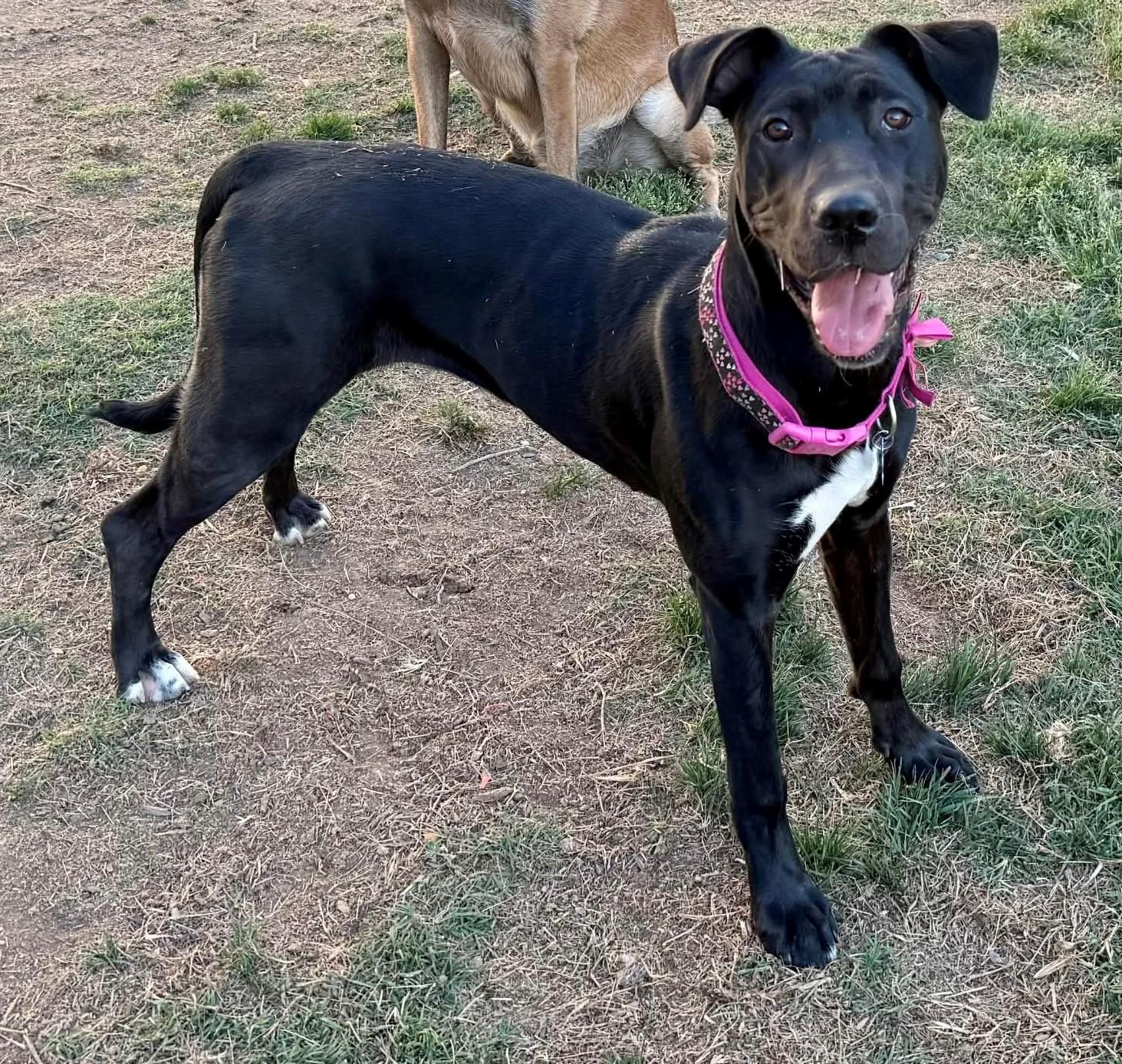 Brinkley, Adoptable, Puppy Female Great Dane & Cane Corso.