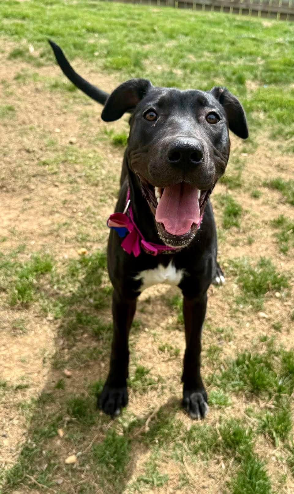 Enlarge Brinkley, a Adoptable mixed breed in Charlotte, NC image 2/6