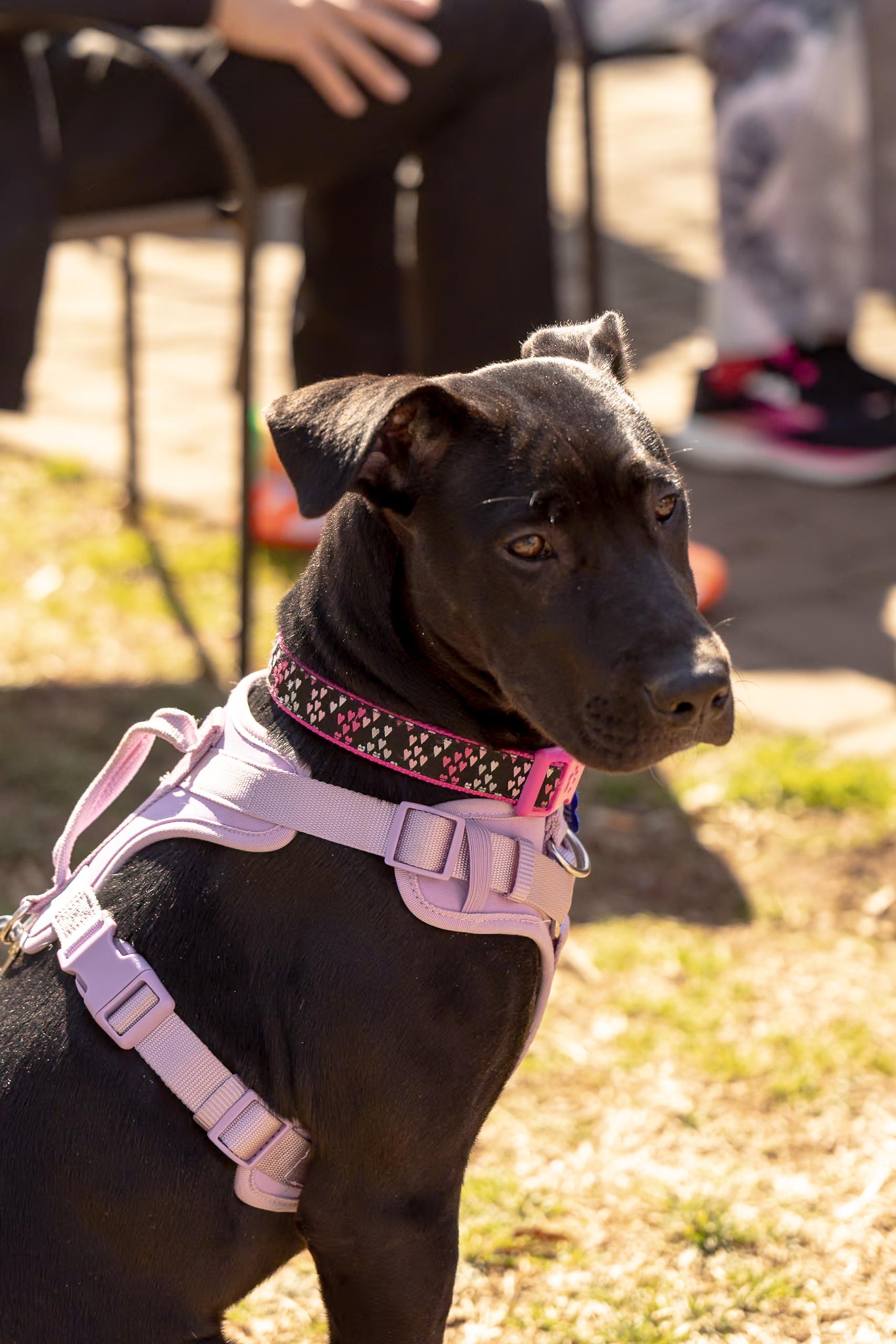 Enlarge Brinkley, a Adoptable mixed breed in Charlotte, NC image 2/6