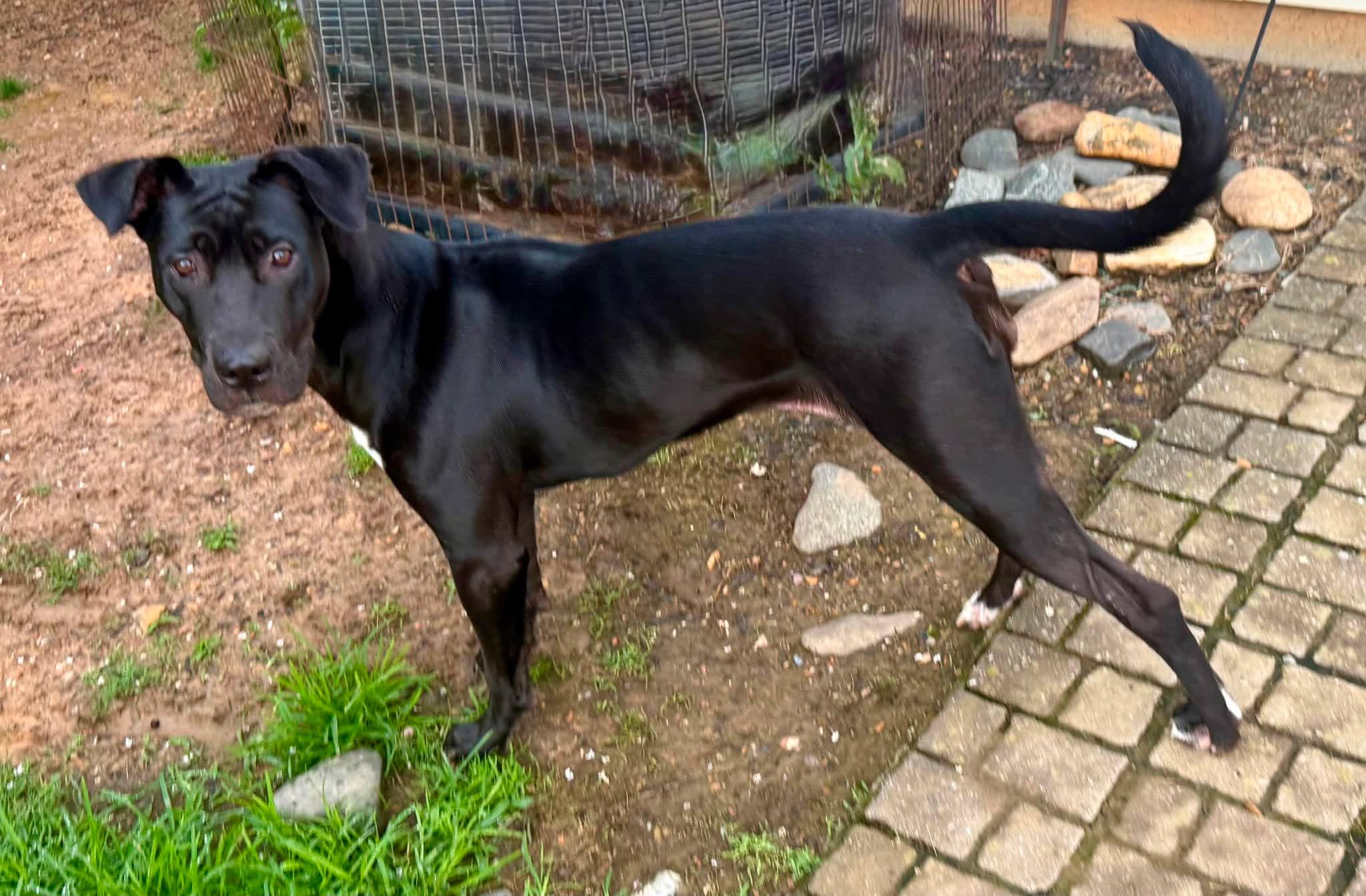 Brinkley, Adoptable, Young Female Great Dane & Cane Corso.
