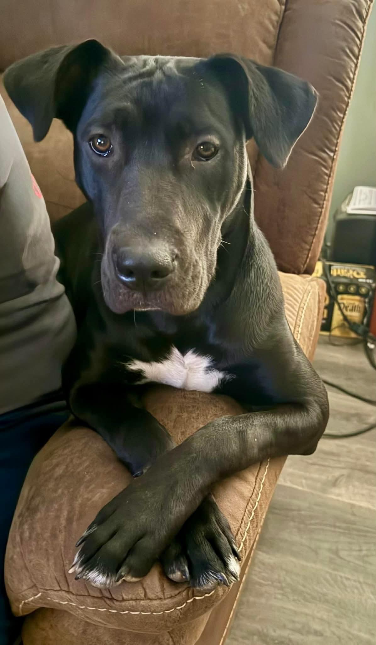 Brinkley, a Adoptable mixed breed in Charlotte, NC image 5/6