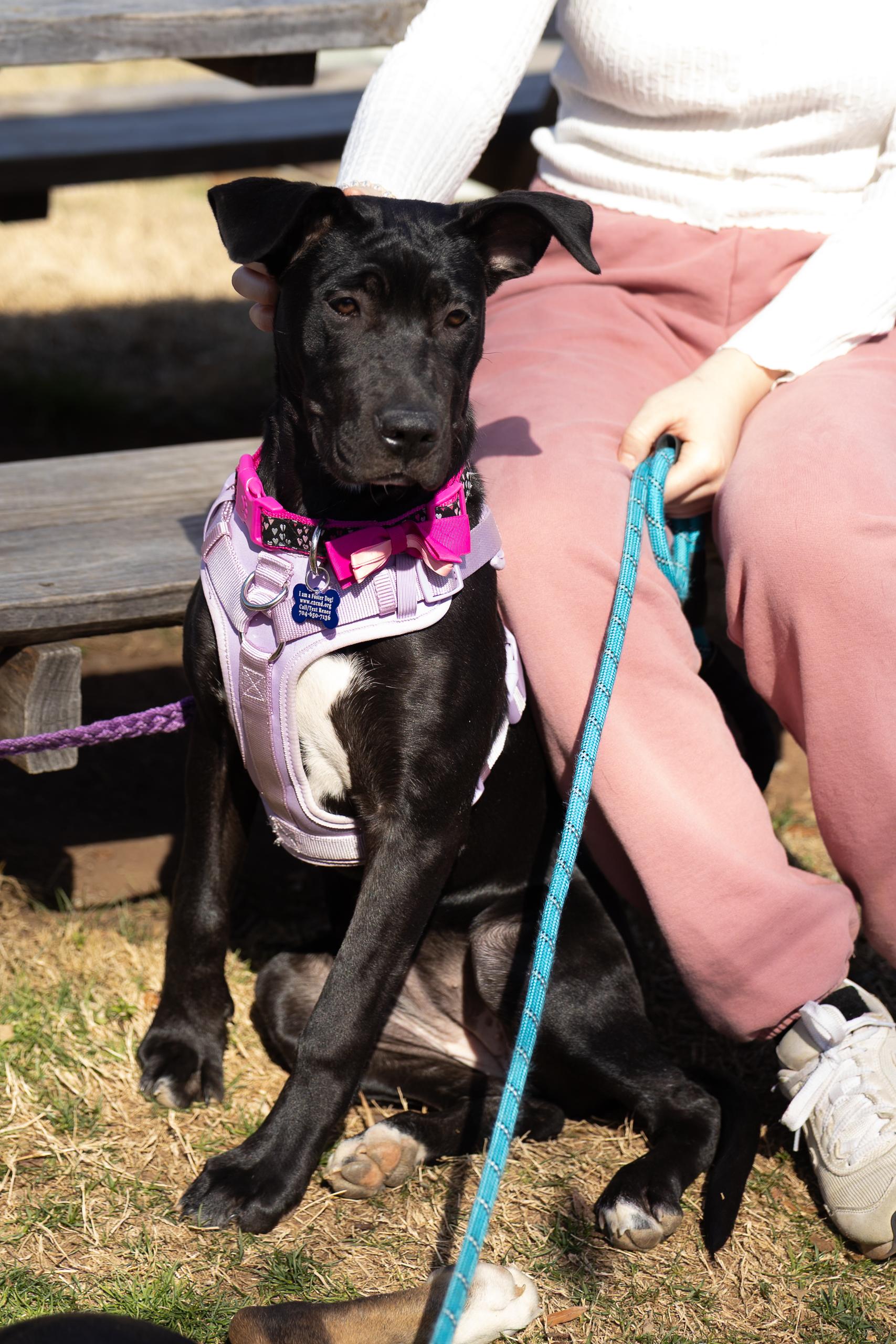 Enlarge Brinkley, a Adoptable mixed breed in Charlotte, NC image 3/6