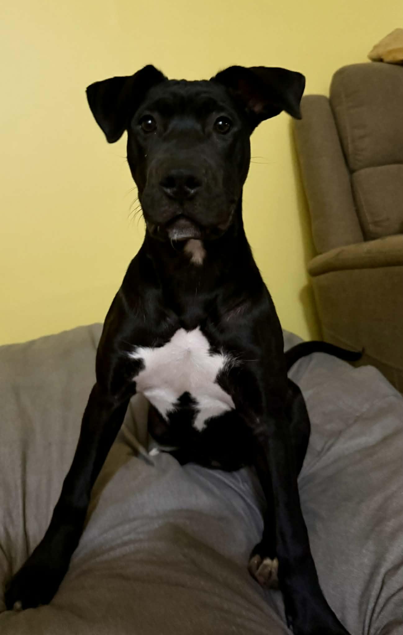 Enlarge Brinkley, a Adoptable mixed breed in Charlotte, NC image 6/6