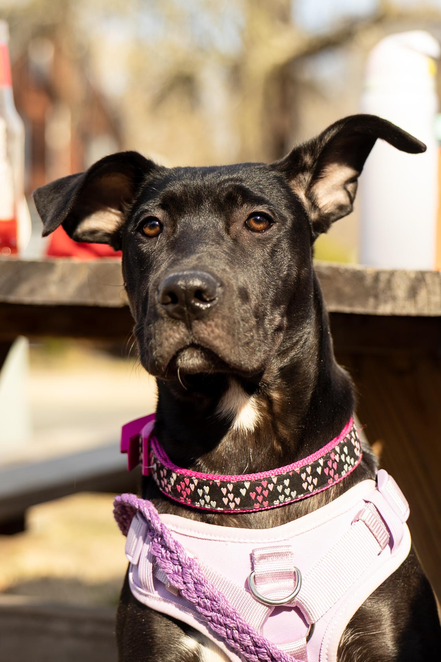 Brinkley, Adoptable, Puppy Female Great Dane & Cane Corso.