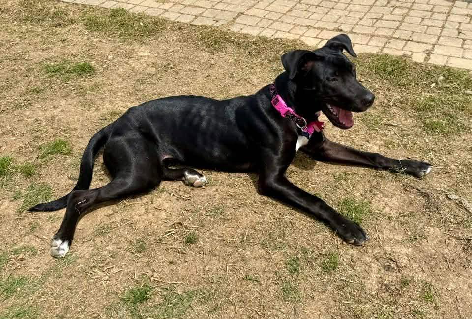 Enlarge Brinkley, a Adoptable mixed breed in Charlotte, NC image 6/6