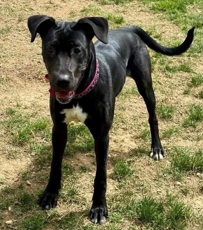 Brinkley, a Adoptable mixed breed in Charlotte, NC image 6/6